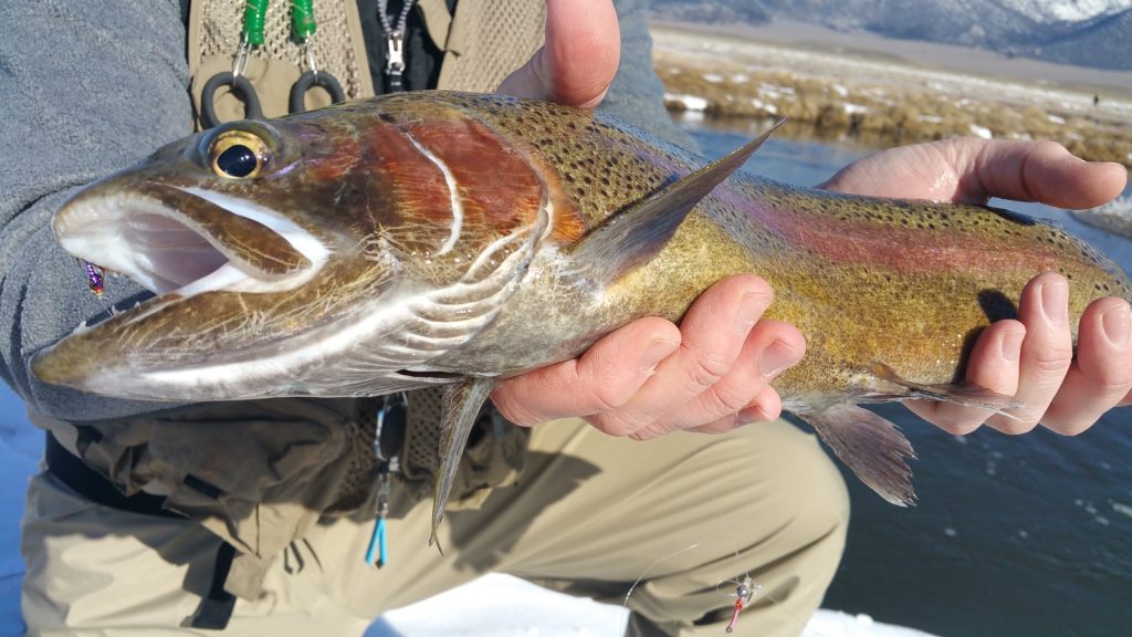 Fly fishing guide, fly fishing Bishop, Mammoth Lakes Fly Fishing