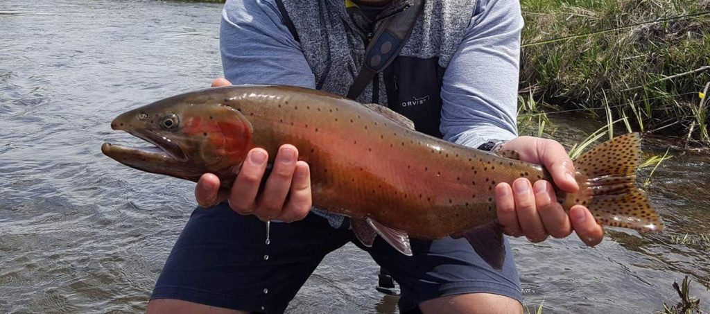 fly fishing bishop ca for big red cutthroat trout