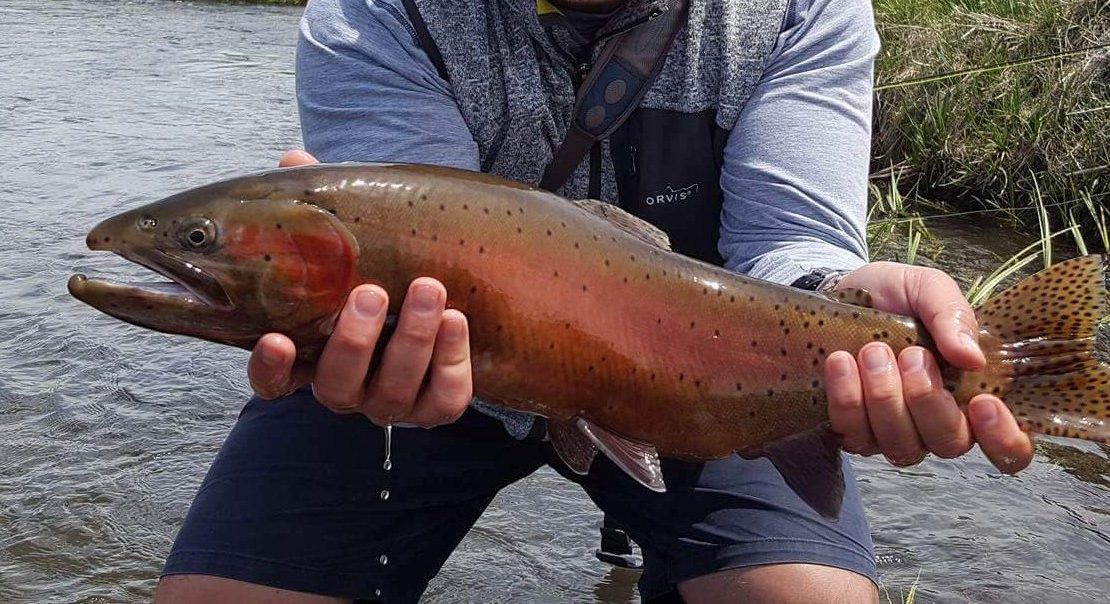 fly fishing bishop ca for big red cutthroat trout