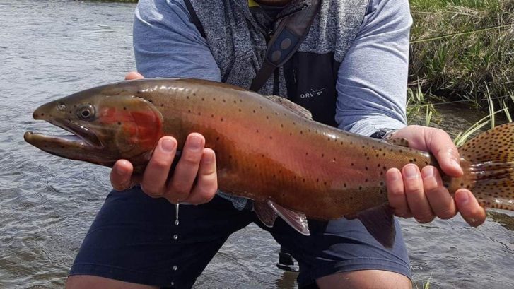 fly fishing bishop ca for big red cutthroat trout