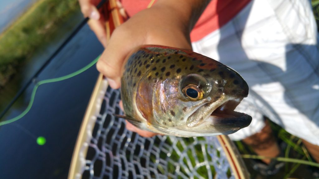 Hey youngster catches a fish fly fishing on the upper Owens River near Mammoth Lakes