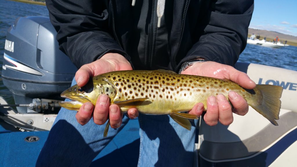 Large Crowley Trout caught on Perch Fry imitations