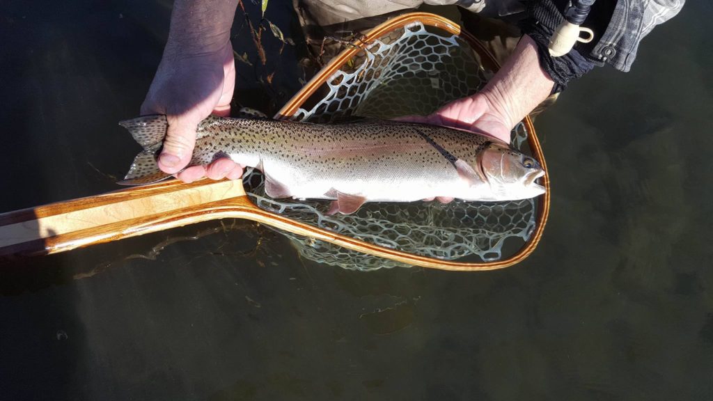 Large Crowley Trout caught on Perch Fry imitations