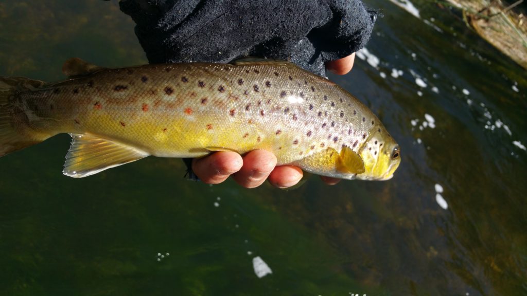Fat Owens River Brown Trout 