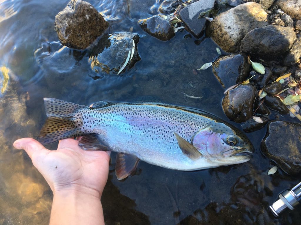 exremely football shaped rainbow trout landed on the edge of the east walker river by a fly fisherman