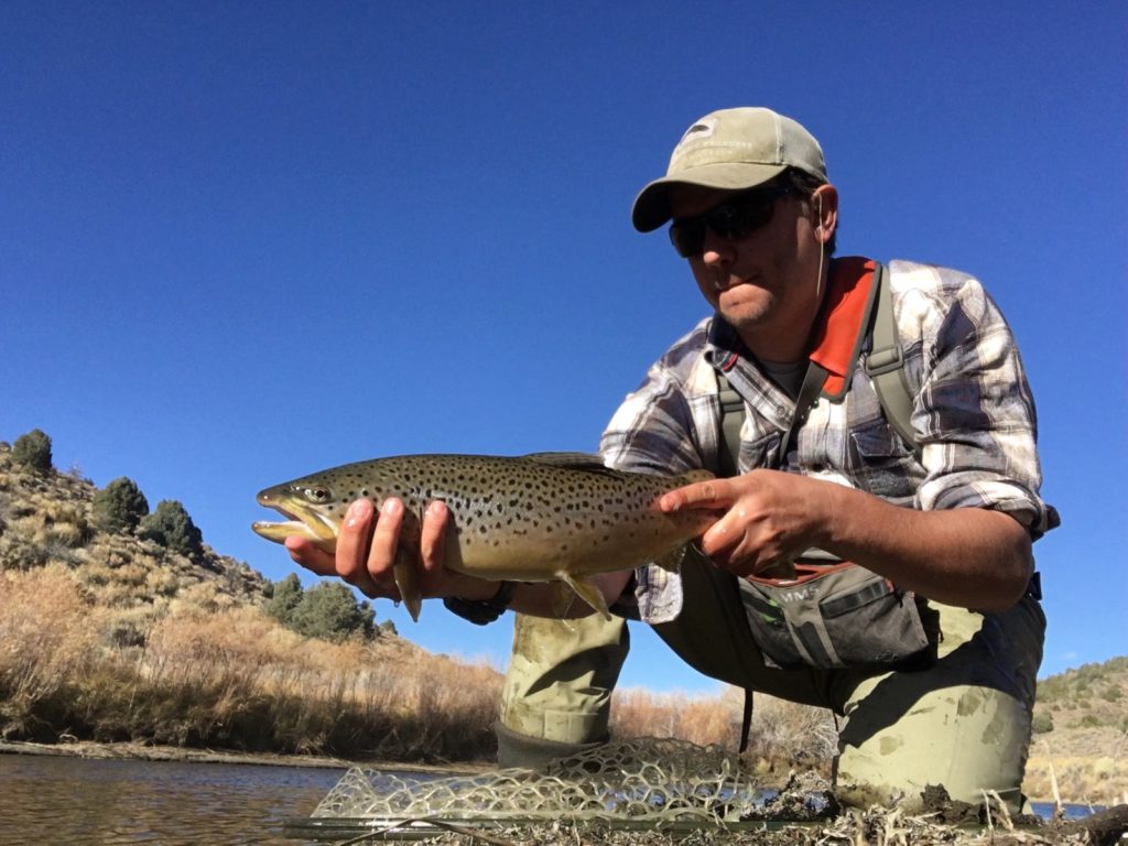 Angler lifts large Brown Trout from the waters of the East Walker river while Fly Fishing