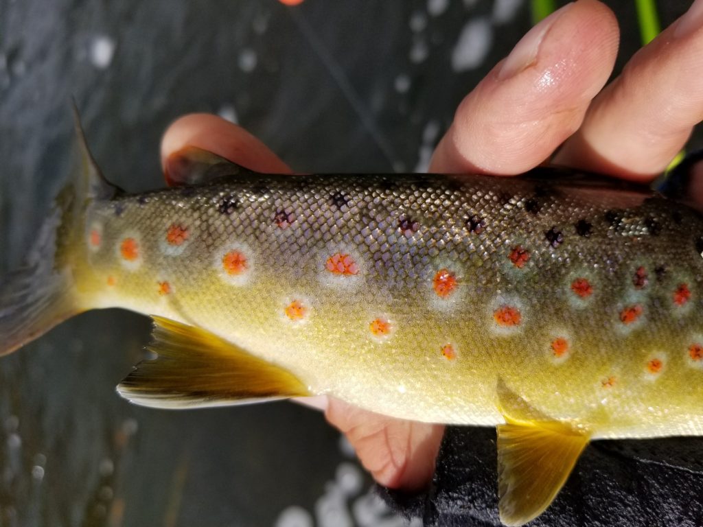 Gorgeous spotted with halos brown trout
