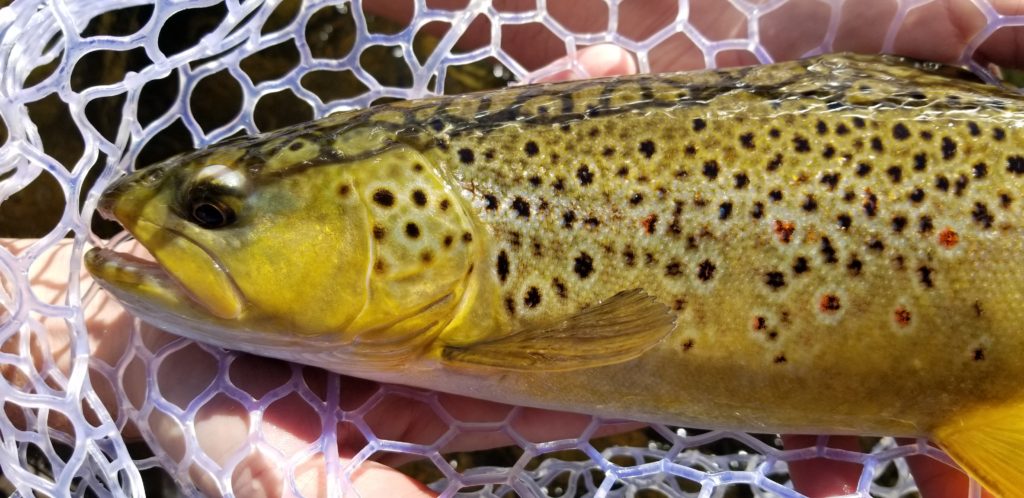Beautiful wild brown trout head in a rubber net from the lower Owens River