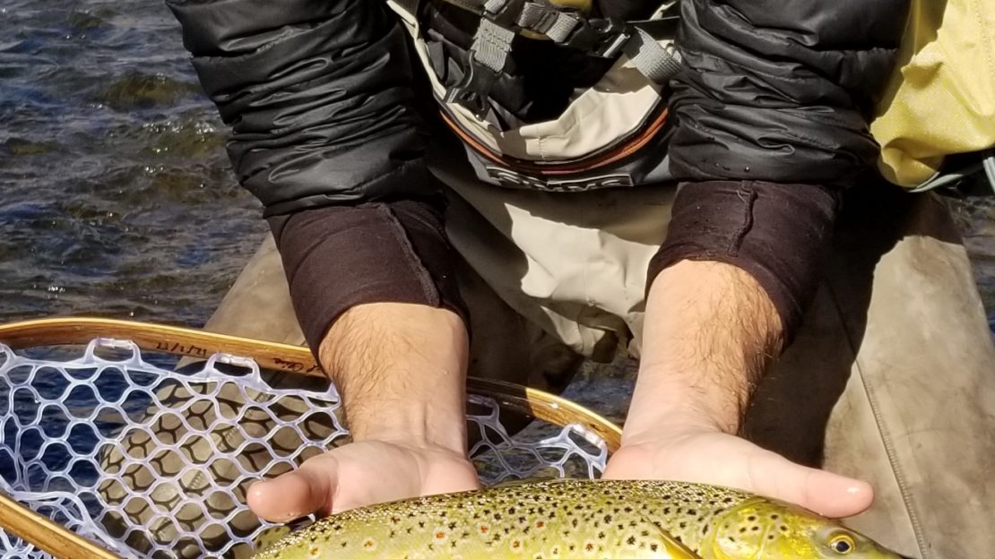 elated fly angler holds up very nice wild brown trout on the lower Owens River while fly fishing