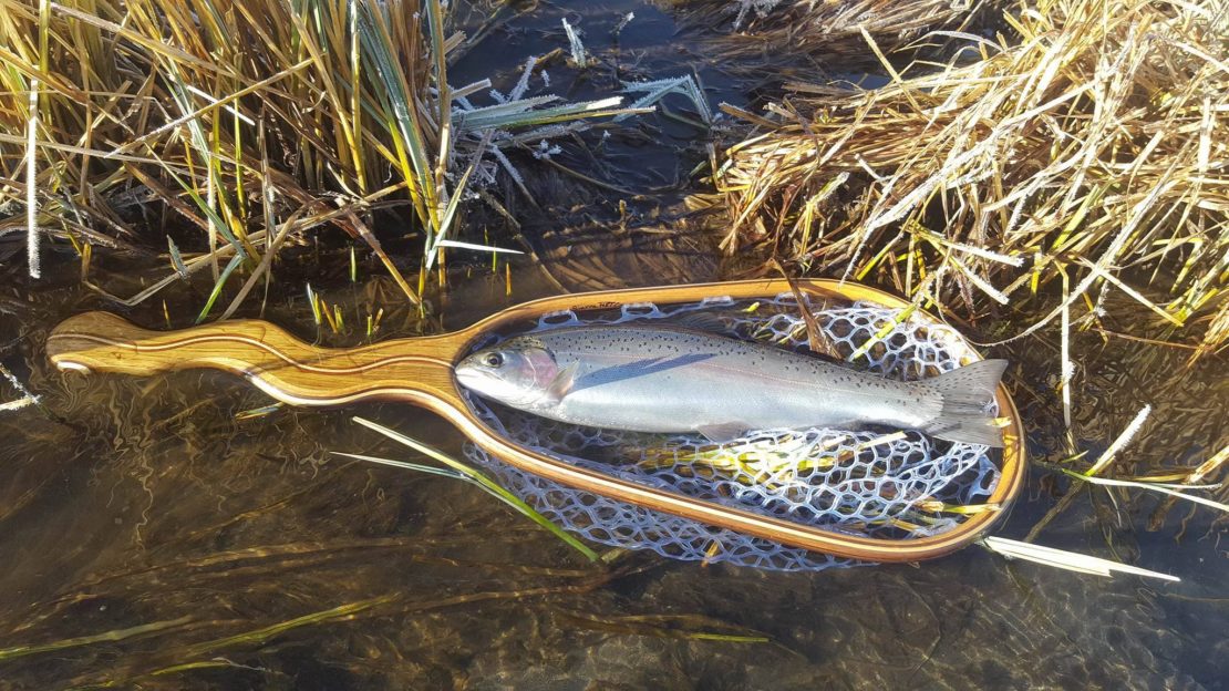 large rainbow trout in a net