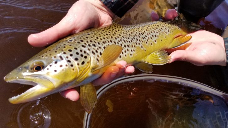 beautiful Lower Owens Brown trout held by one hand above a net over the water