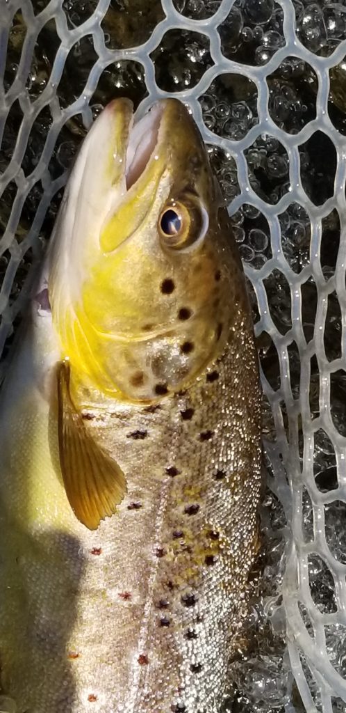 Wild brown trout with large spots landed in fishing net