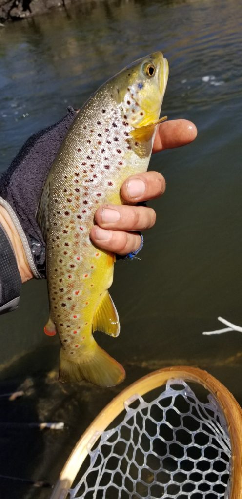 Angler holds a nice brown trout from the lower Owens River