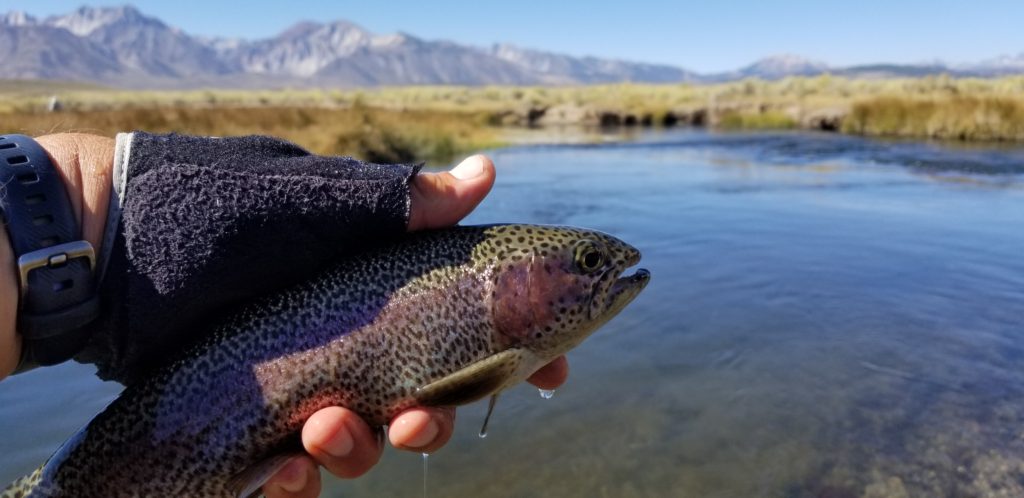 A wet rainbow trout is held up at the upper Owens River with mountains in background