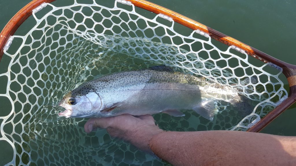 Silvery rainbow in net on Crowley Lake with Sierra trout magnet fly fishing
