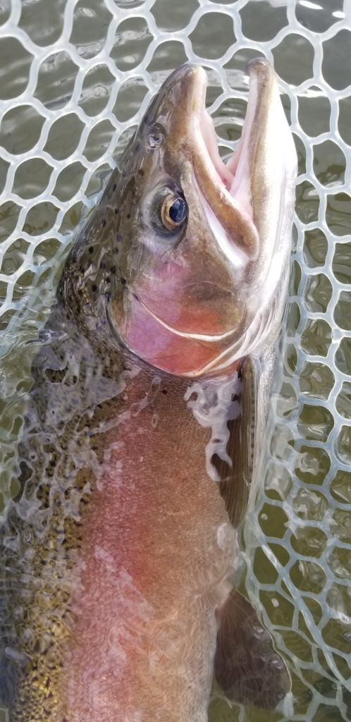 large trout head in a rubber net with a wooden frame
