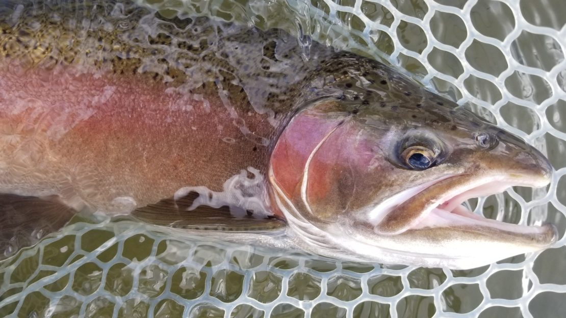 large trout head in a rubber net with a wooden frame