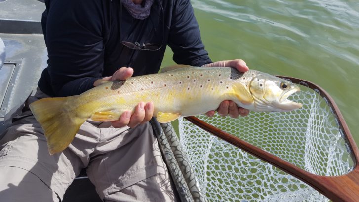 Large brown trout held up by fly fisherman at Crowley Lake