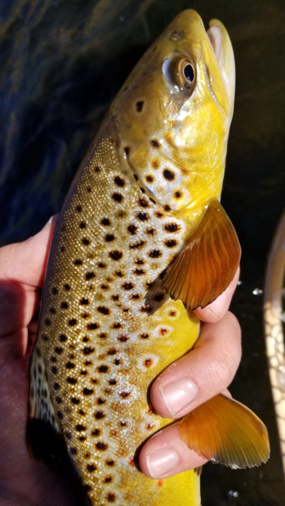 Beautiful brown trout of the Lower Owens River held in hand 