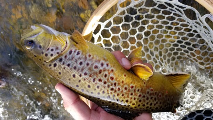 brown trout held up on the Lower Owens near Bishop California