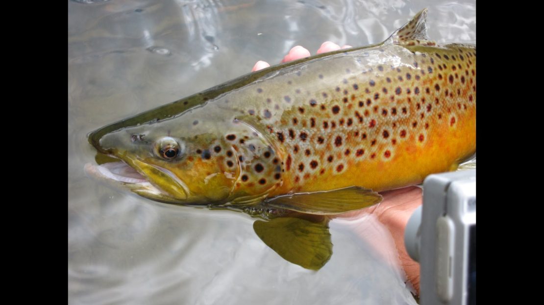 East Walker river fly fishing