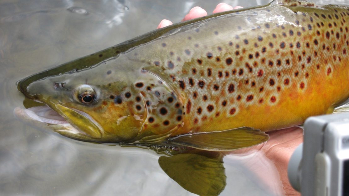 East Walker River Fly Fishing