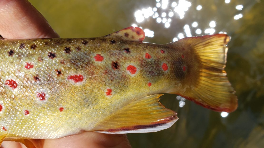 brown trout skin and tail with vibrant red spots on the upper owens river