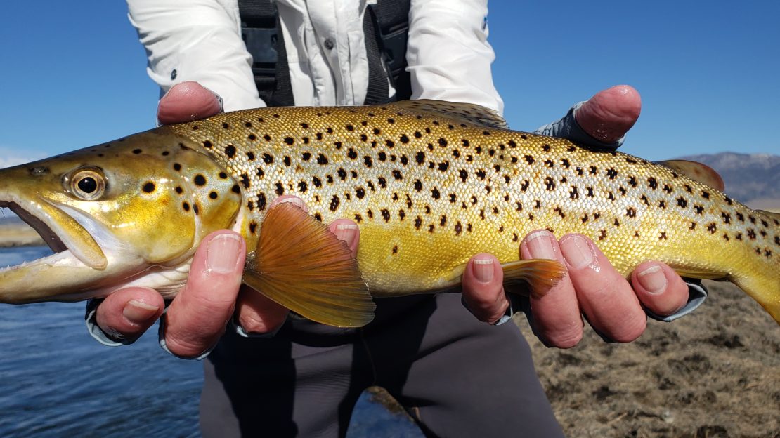 Large Brown trout held up taken by a fly fisherman on the Upper Owens River near Mammoth Lakes California