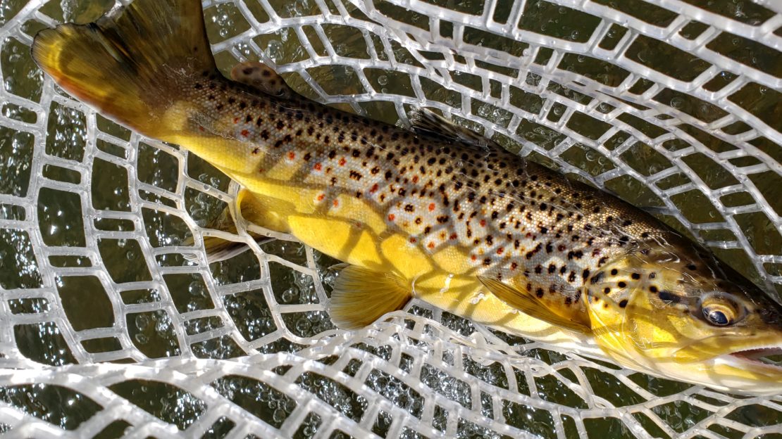 Lower Owens River Brown Trout in a net moments before releasing.
