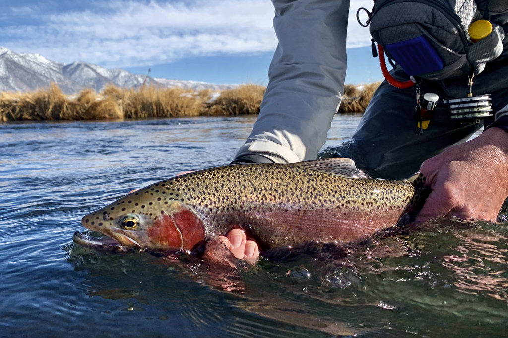 Mammoth Lake Fishing