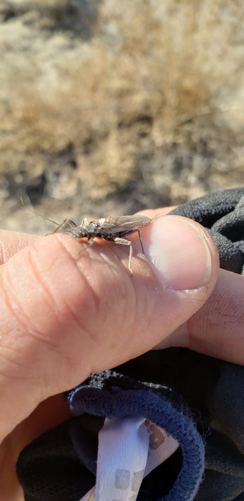 a stone fly on a mans thumb on the Lower Owens River near Bishop California