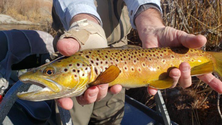 wild brown trout held over the lower owens river near bishop california caught while fly fishing