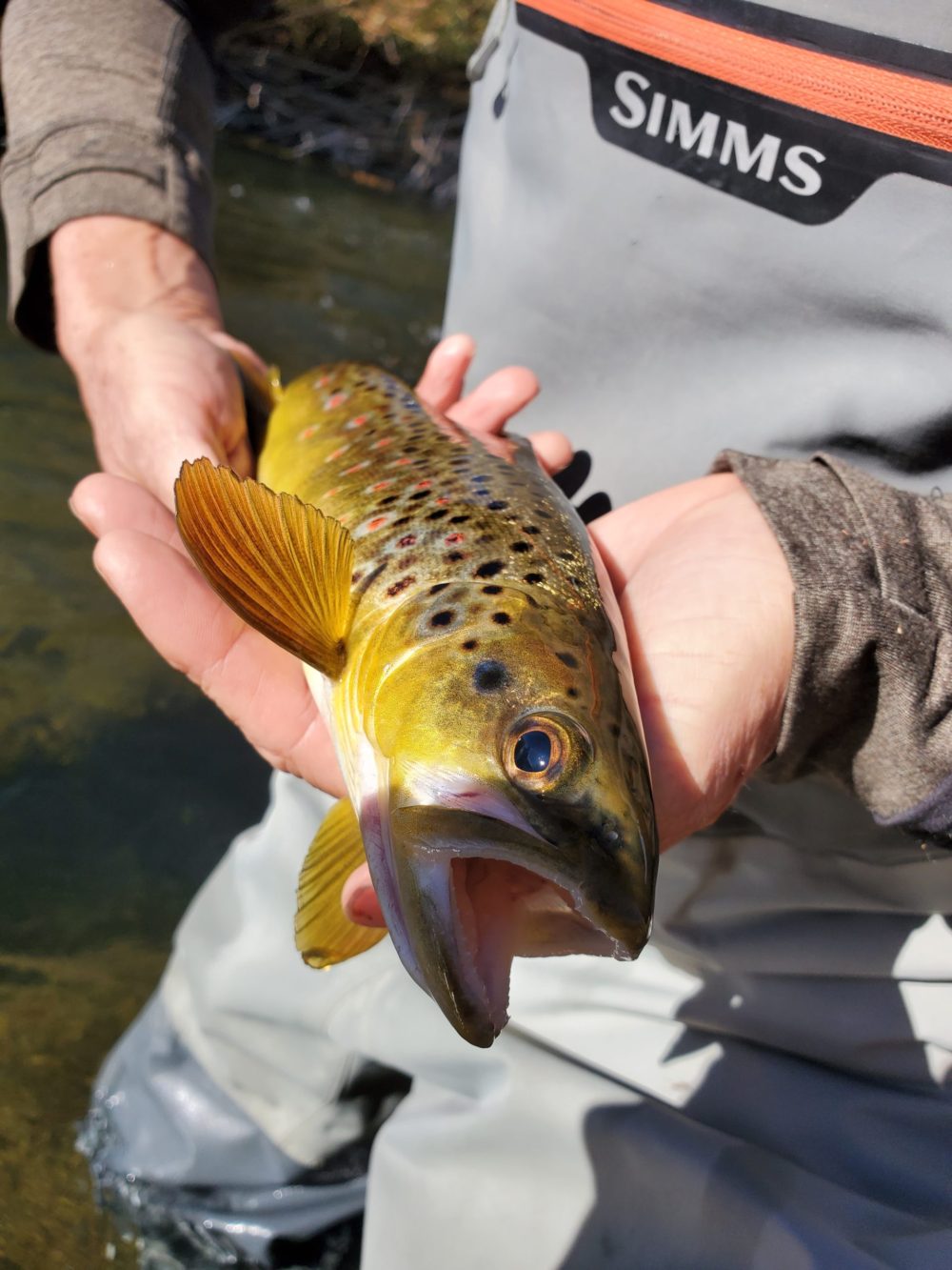 Brown Trout held up by an angler wearing waders.