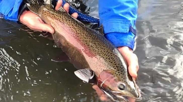 best trout fishing near mammoth lakes