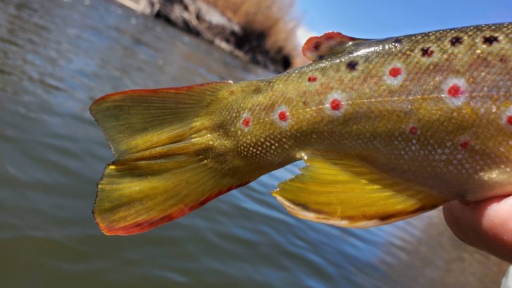 Beautiful tail and fins of a brown trout over the lower owens river