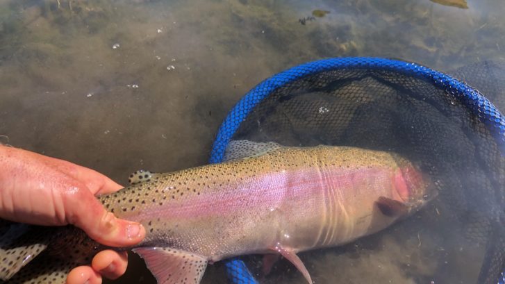 Large Rainbow held by tail on the Upper Owens river near Mammoth Lakes California