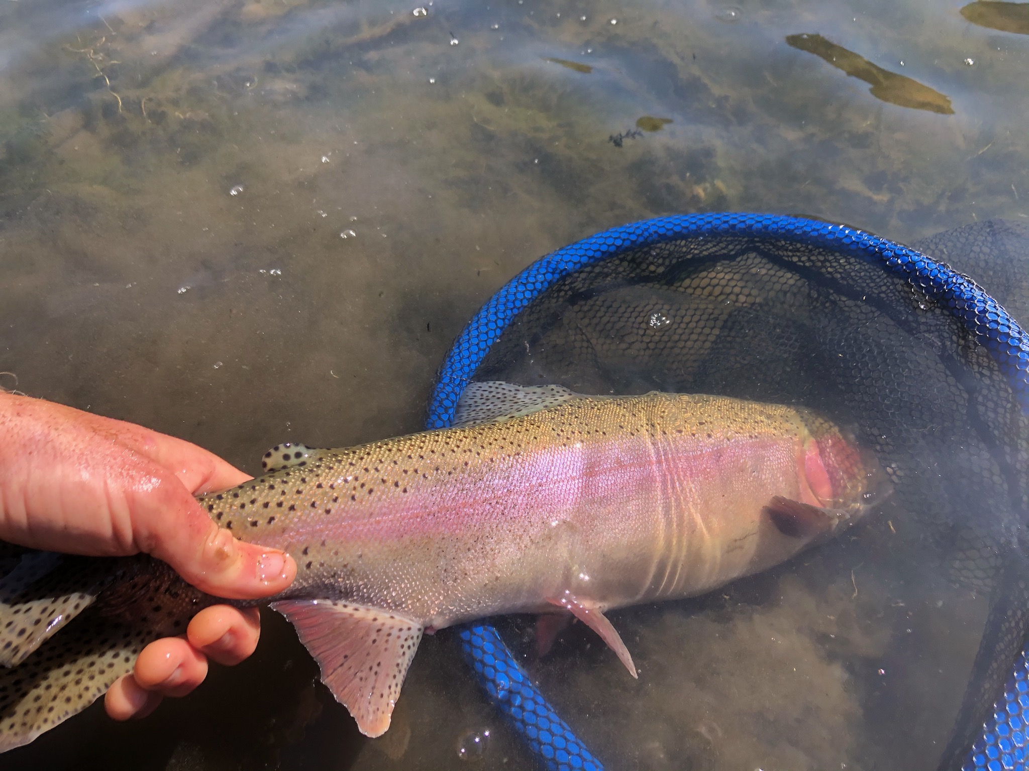 Large Rainbow held by tail on the Upper Owens river near Mammoth Lakes California