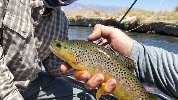 brown trout on the lower owens river near bishop california on a fly