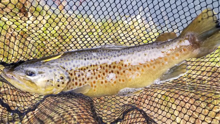 Large Brown Trout in a net is held in the running water next to the east walker river