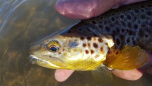 Lower Owens River Fishing Report