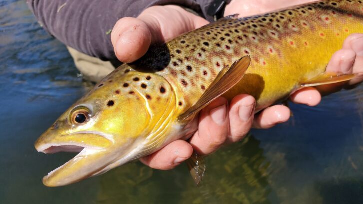 beautiful brown trout held above the flowing water of the Owens River