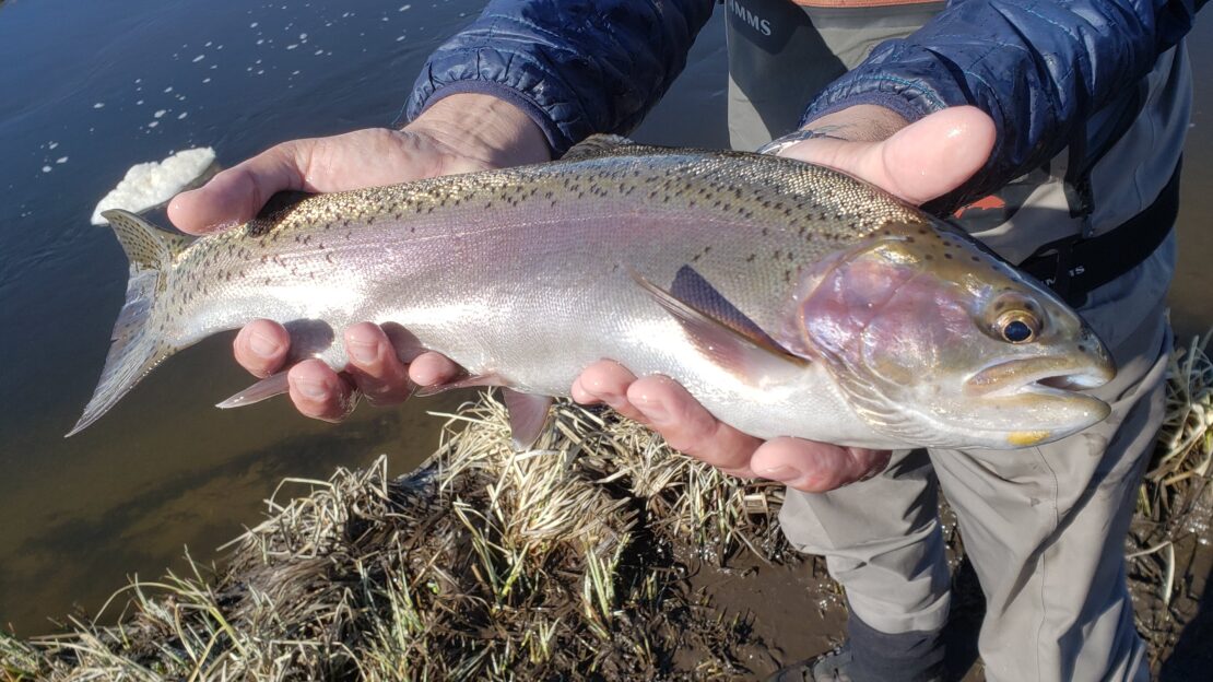 fat rainbow held above the Owens River near Mammoth Lakes
