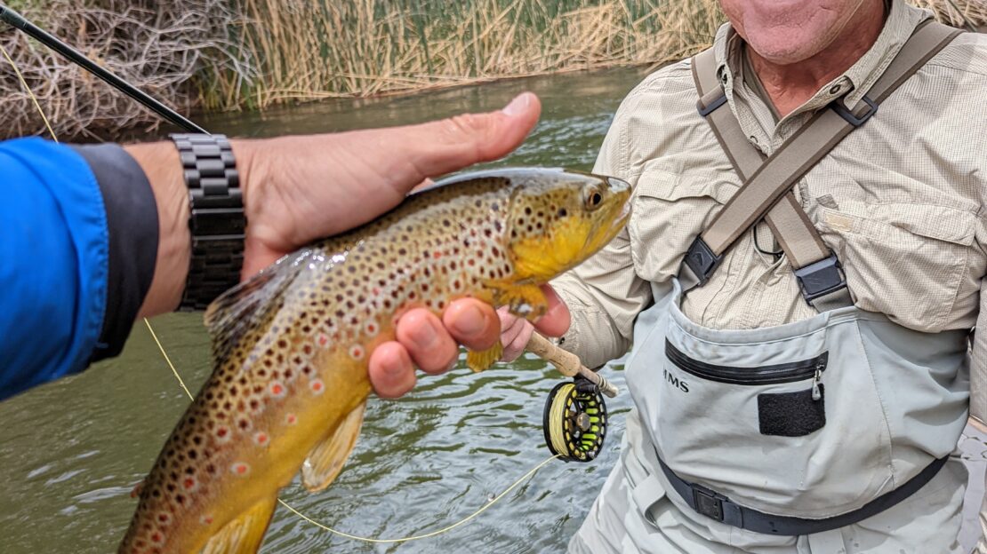 wild brown trout is held up in front of an agler on the Lower Owens River outside of Bishop, CA