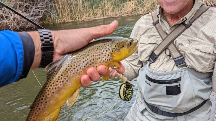 wild brown trout is held up in front of an agler on the Lower Owens River outside of Bishop, CA