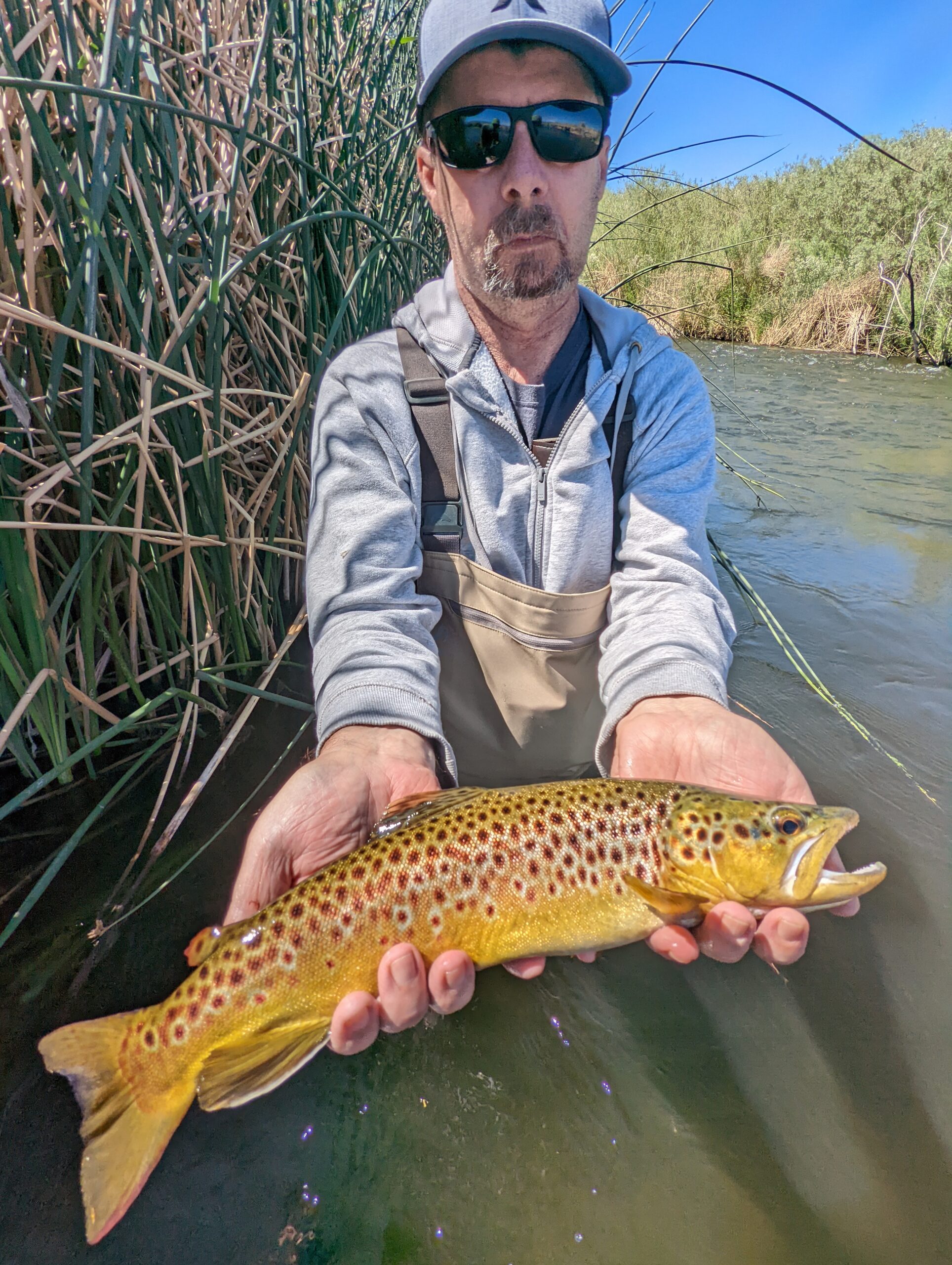 man hold large wild brown on lower owens river outside of bishop california
