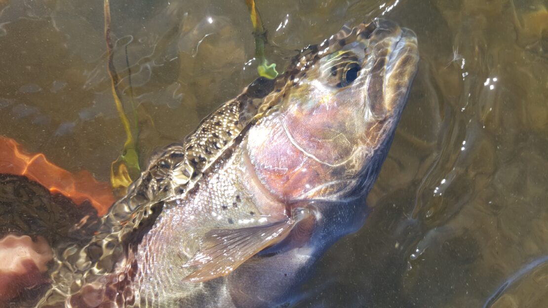 large rainbow trout in the water headshot below mammoth lakes ca on upper owens