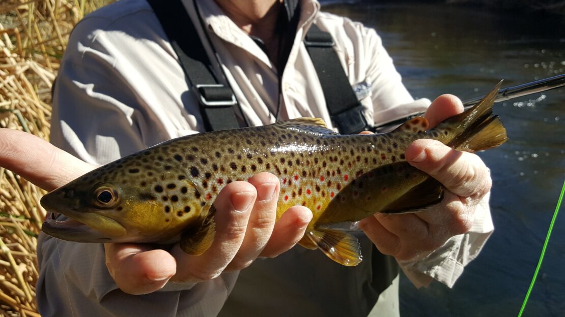 Bishop fly fishing