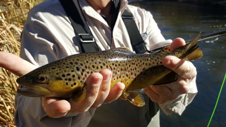 Bishop fly fishing