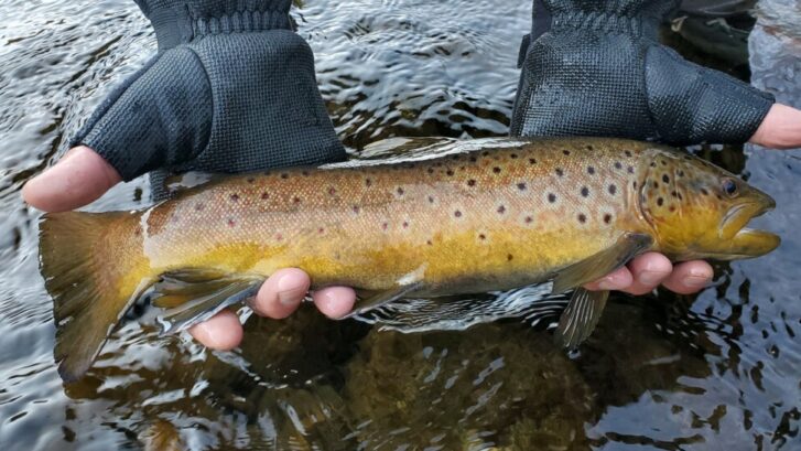 large brown trout held above the water of the Upper Owens.