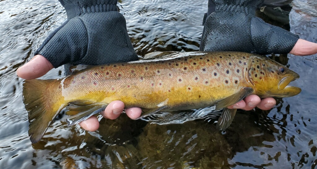large brown trout held above the water of the Upper Owens.